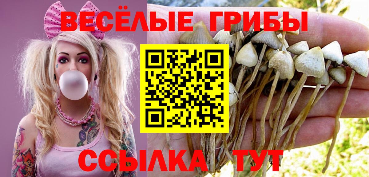 Советск  Галлюциногенные грибы Cubensis  Вход с VPN 